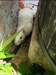 Rattus norvegicus domestica