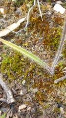 Caladenia reticulata
