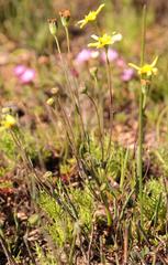 Othonna stenophylla