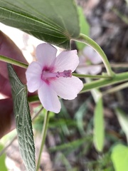 Urena lobata image