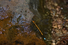 Eoargiolestes ochraceus