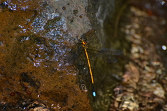 Eoargiolestes ochraceus