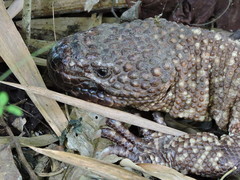 Heloderma horridum