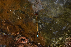 Eoargiolestes ochraceus
