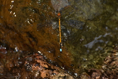 Eoargiolestes ochraceus