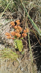 Crassula setulosa setulosa