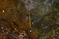 Eoargiolestes ochraceus