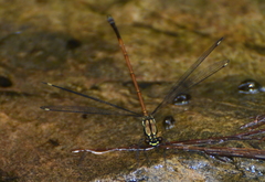Eoargiolestes ochraceus