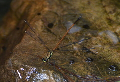 Eoargiolestes ochraceus