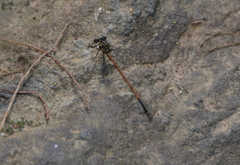 Eoargiolestes ochraceus