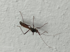 Phaenacantha