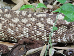Heloderma horridum