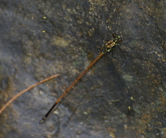 Eoargiolestes ochraceus
