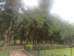 Magnolia × alba