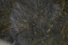 Eoargiolestes ochraceus