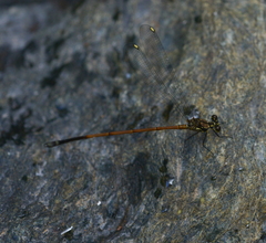 Eoargiolestes ochraceus
