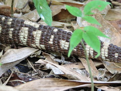 Heloderma horridum