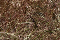 Bromus rigidus