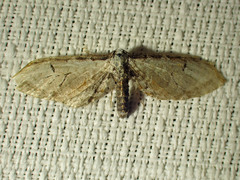 Eupithecia ravocostaliata