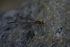 Eoargiolestes ochraceus