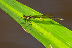 Austrocnemis maccullochi