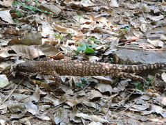 Heloderma horridum