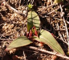 Colchicum cuspidatum