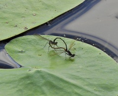 Austrocnemis maccullochi