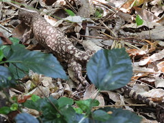 Heloderma horridum