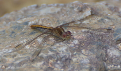Diplacodes bipunctata