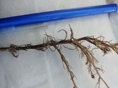 Cordylanthus wrightii