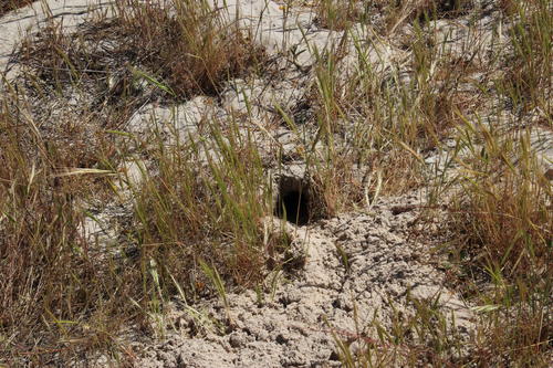 Cape Gerbil