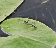 Austrocnemis maccullochi