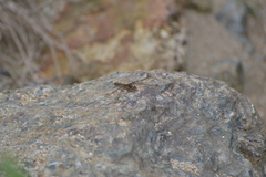 Diplacodes bipunctata