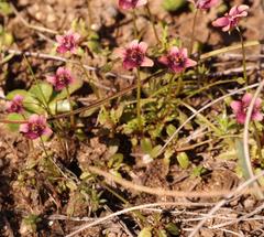 Diascia maculata