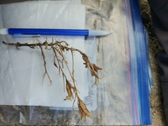 Cordylanthus wrightii