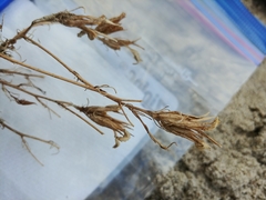 Cordylanthus wrightii