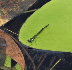 Austrocnemis maccullochi