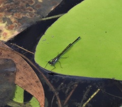 Austrocnemis maccullochi