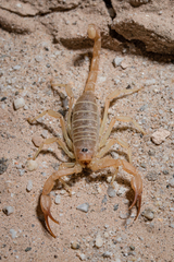 Smeringurus aridus