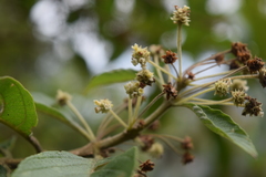 Lippia myriocephala
