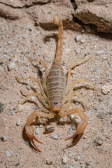 Smeringurus aridus