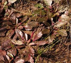 Haplocarpha parvifolia