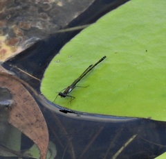 Austrocnemis maccullochi