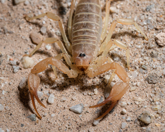 Smeringurus aridus