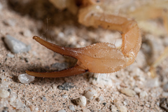 Smeringurus aridus