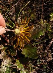 Haplocarpha parvifolia