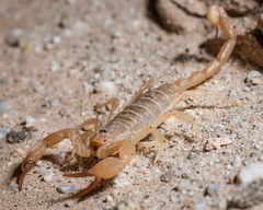 Smeringurus aridus