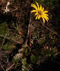 Haplocarpha parvifolia