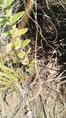 Crassula setulosa setulosa